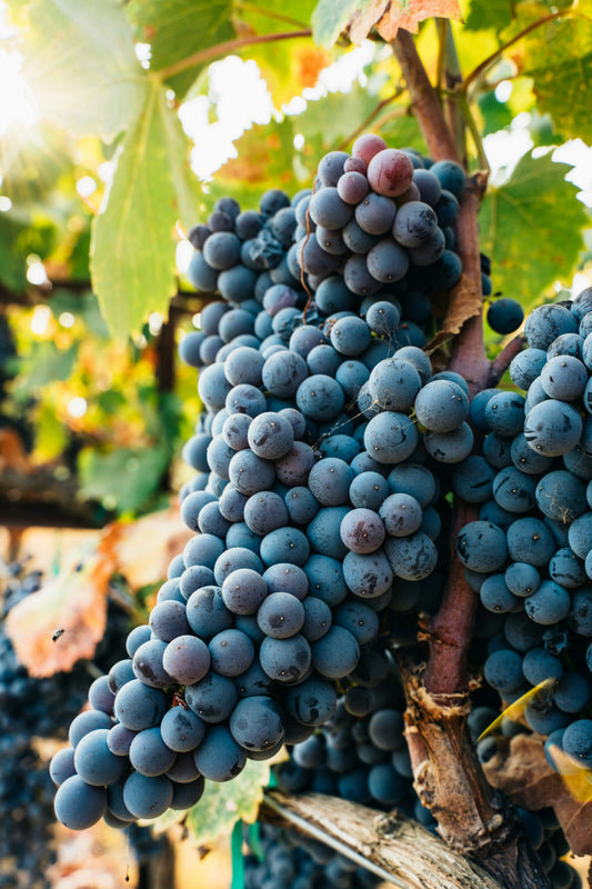 Sangiovese in 7 Gedaantes 24 april